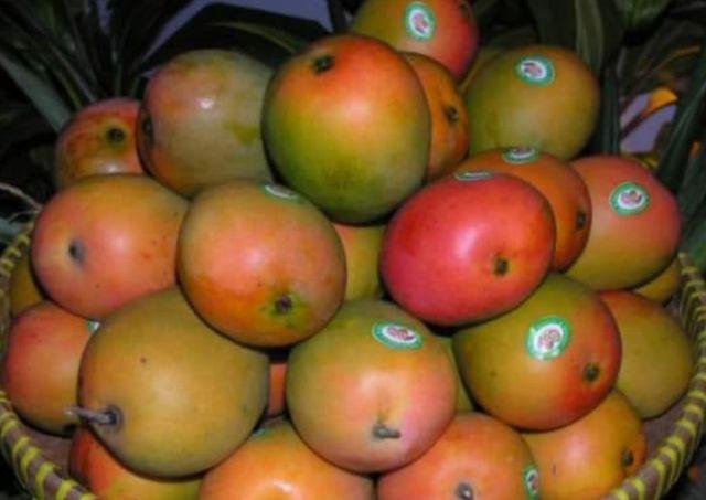 Sikat Cuci Eterna 414 Asli