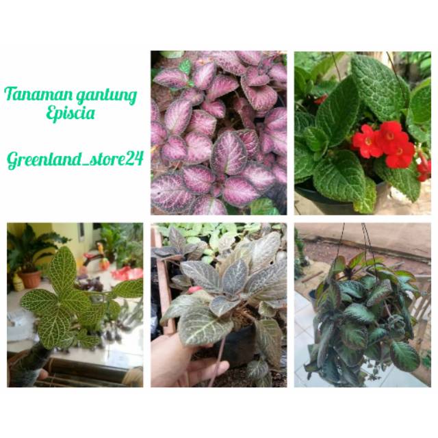 Paket tanaman gantung episcia - tanaman hias episcia cupreata - episcia cupreata - episcia