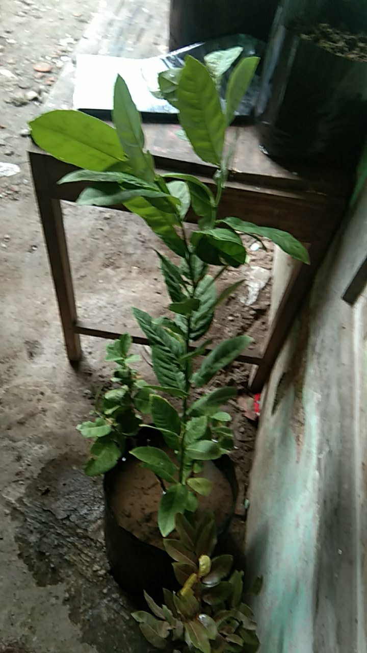 Bibit Lemon Tea Long