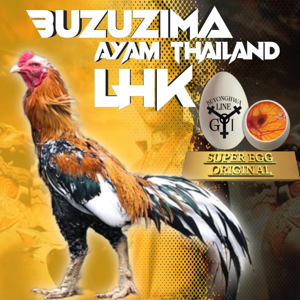 Ayam Bangkok Ekor Lidi Aduan asli Thailand LHK buzuzima telur fertil siap tetas new generasi