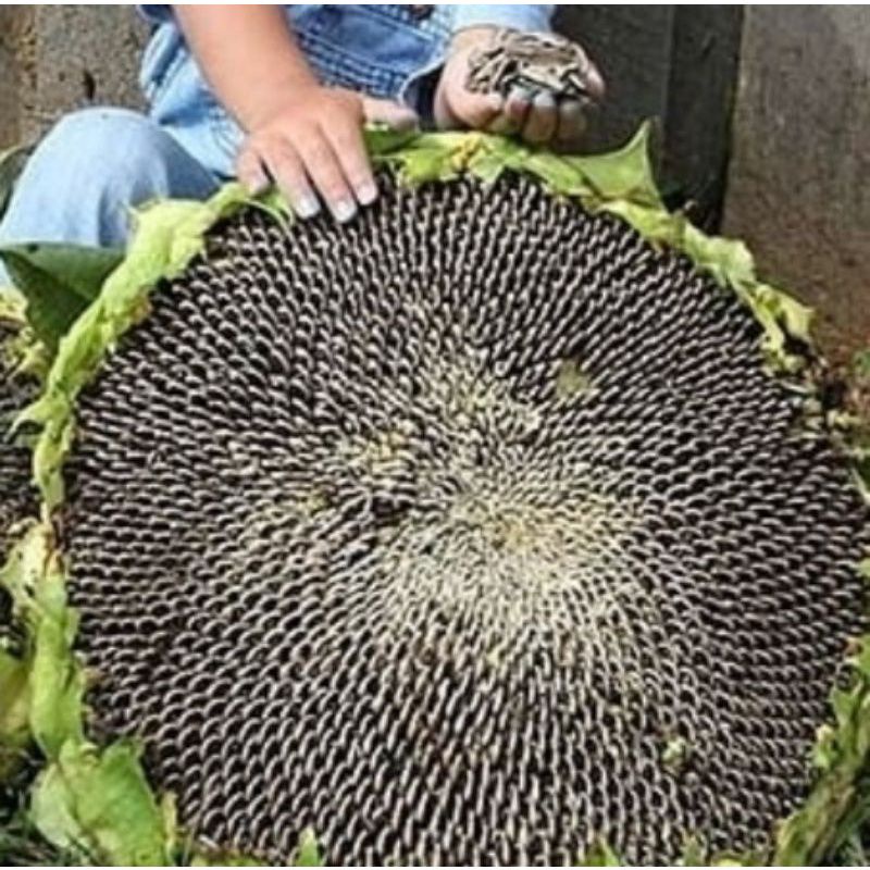 20++ Biji Benih/ Bibit Bunga Matahari Jumbo || Sun Flower Big Kualitas Super Unggulan