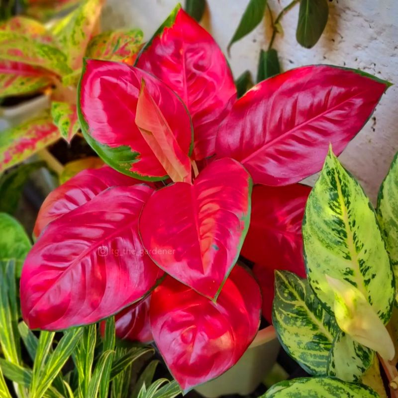Aglaonema Suksom Jaipong / Aglonema Suksom Jaipong florist nursery / Aglonema Suksom Jaipong (Tanama