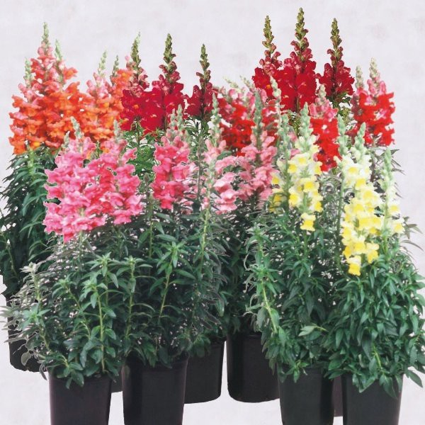 

Benih-Bibit Bunga Snapdragon Tetra Mix - Haira Seed