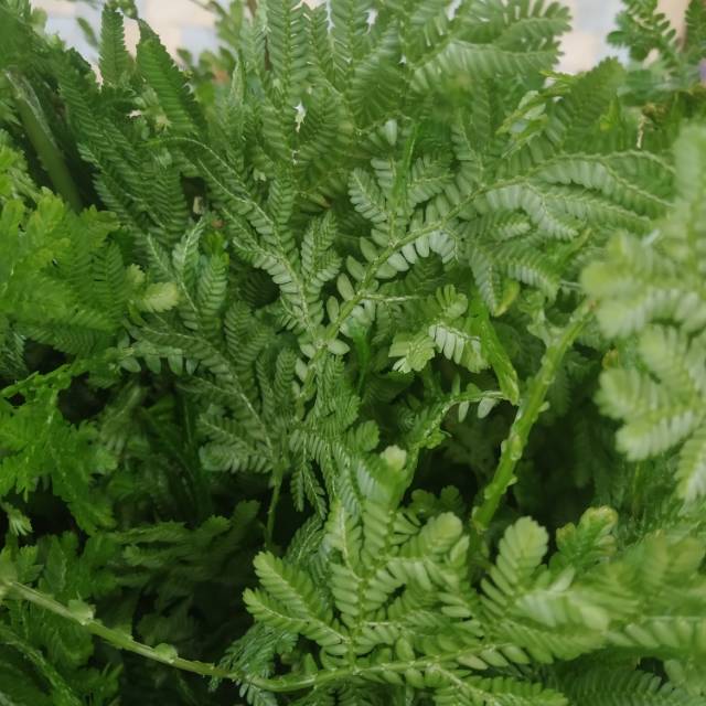 

Jual daun tamaman ceker ayam fresh