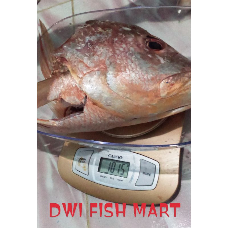 

Kepala Ikan Kakap segar