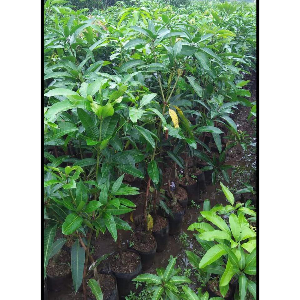 Bibit Buah Mangga Chokanan Okulasi *_$