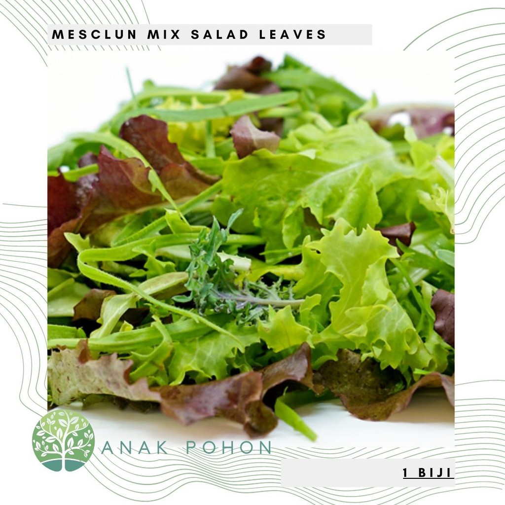 Benih Bibit Biji - Mesclun Mix Baby Salad Leaves Seeds - IMPORT