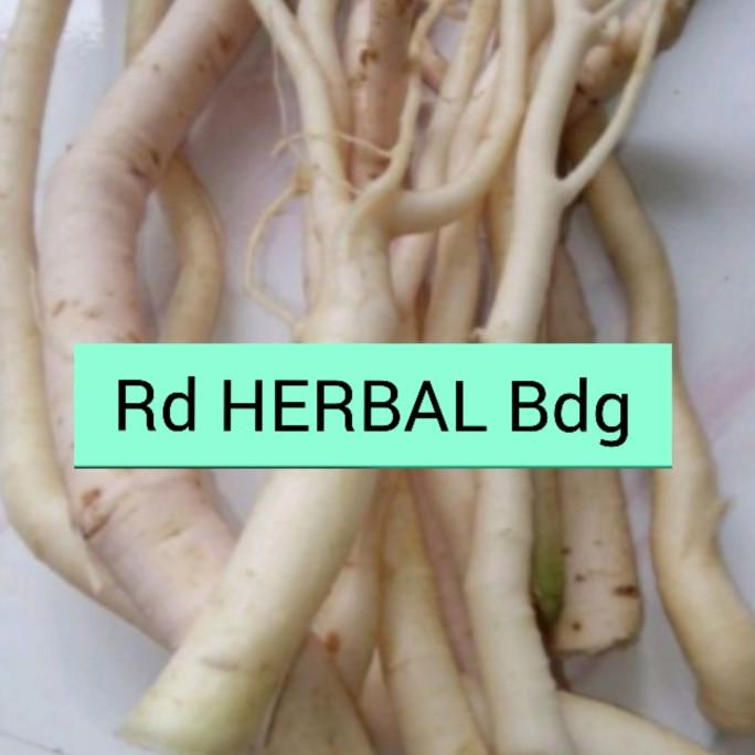 

DISKON Akar pepaya jantan 1kg