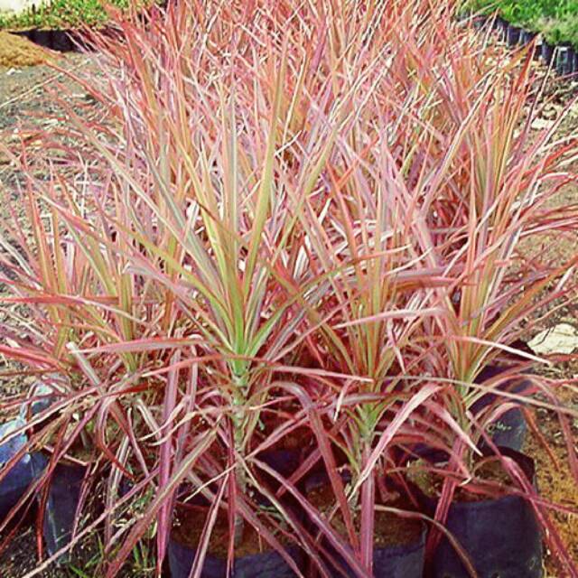 Harga tricolor dracena Terbaru Jan 2025 | BigGo Indonesia