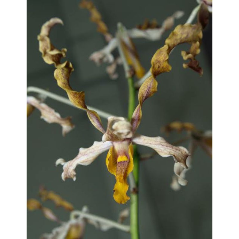 Anggrek Dendrobium Discolor Tanimbar