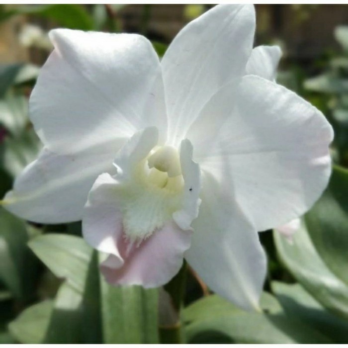 Pohon Anggrek Hidup Tanaman hias anggrek dendrobium bunga putih