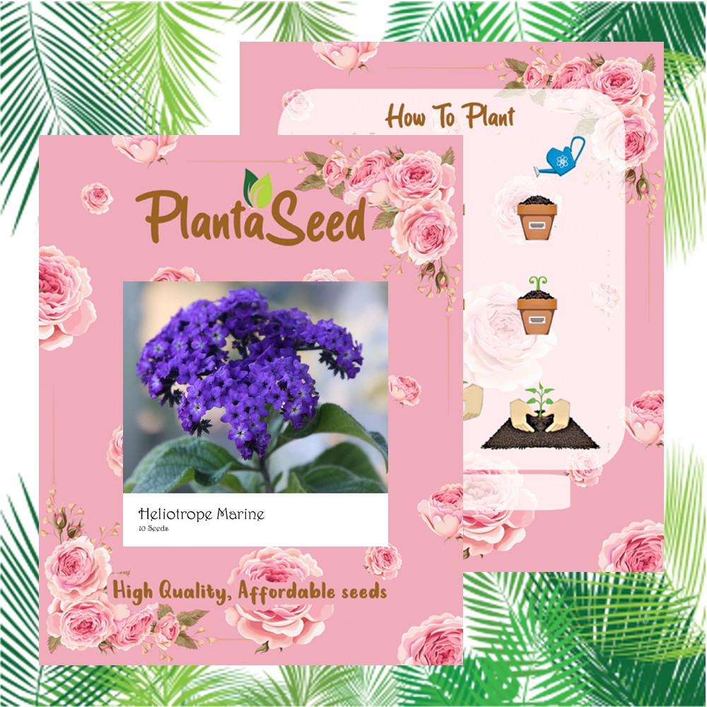 PlantaSeed - 10 Seeds - Heliotrope Marine Biji Benih Bunga - PAS0222