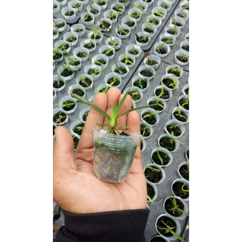 seedling anggrek vanda