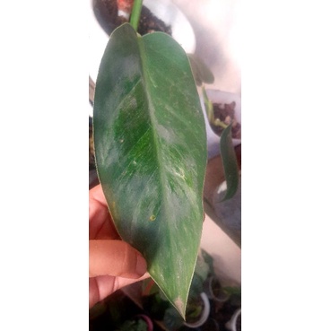 philo green congo varigata