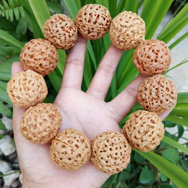 Jenitri besar muki 7