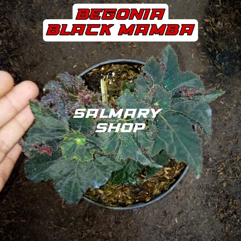 Tanaman Hias Bunga Begonia Black Mamba Keong Hitam