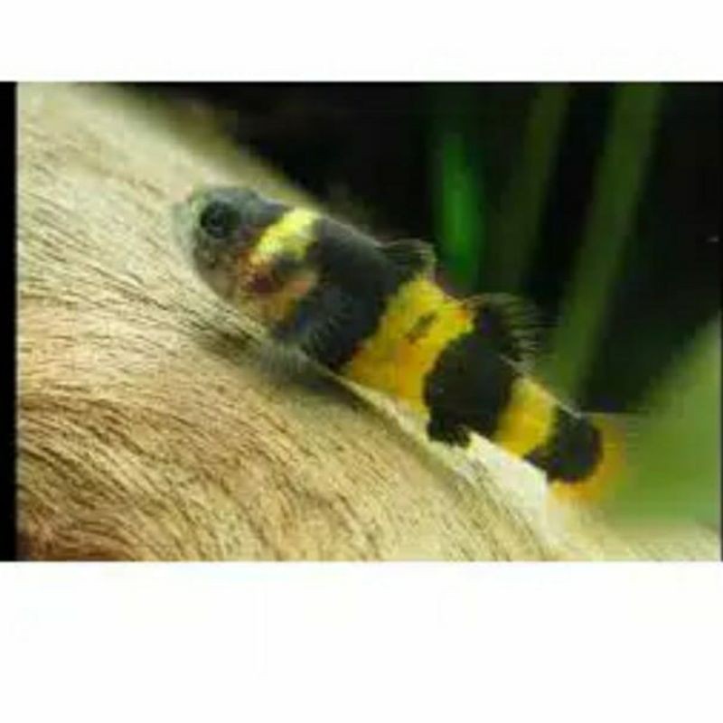 Bumblebee goby asli / ikan hias / aquasqape
