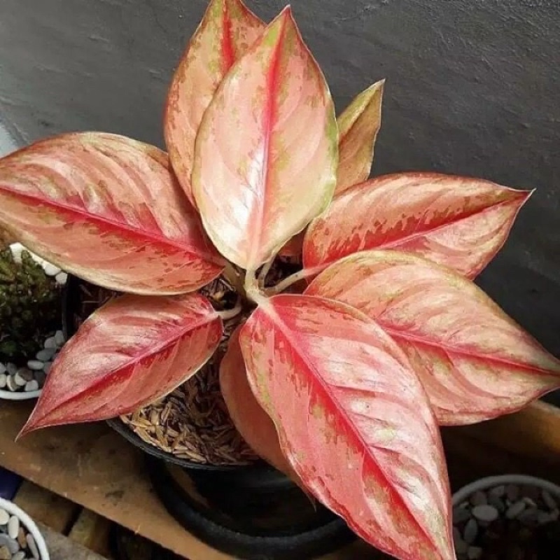 bibit aglonema anakan (LOD) daun 1/2