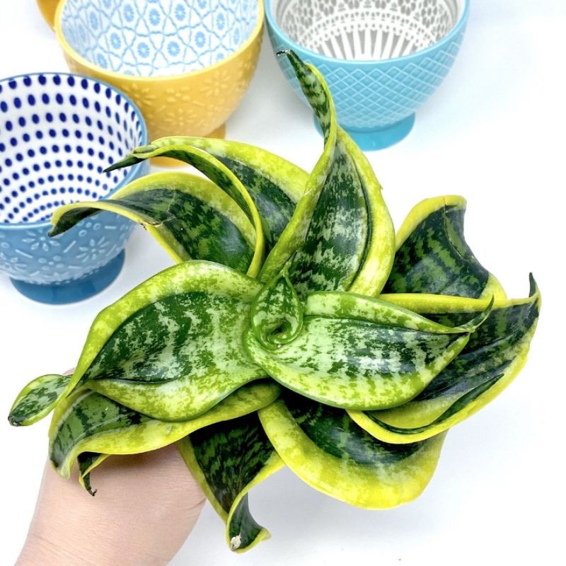 Tanaman Hias Sansivera Twister Sister sisa dewasa