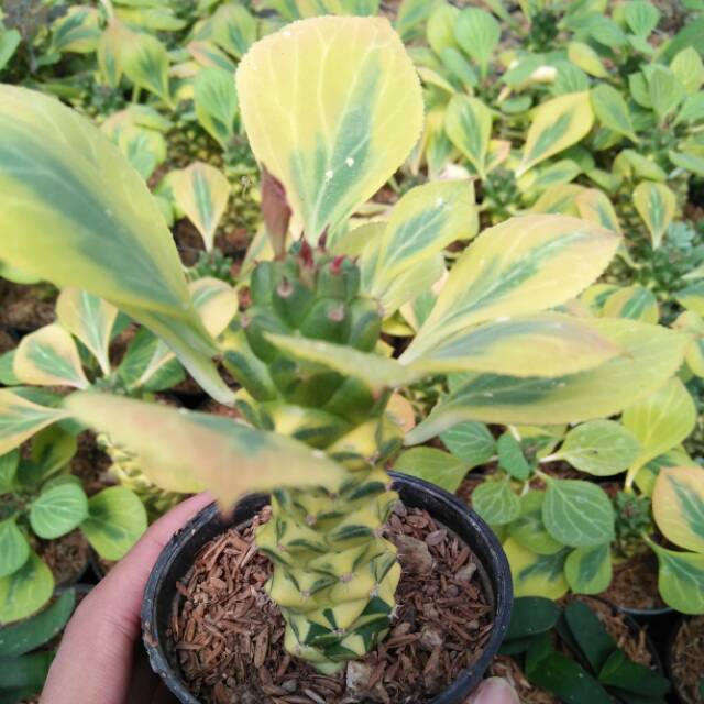 Euphorbia monadenium ritchiei