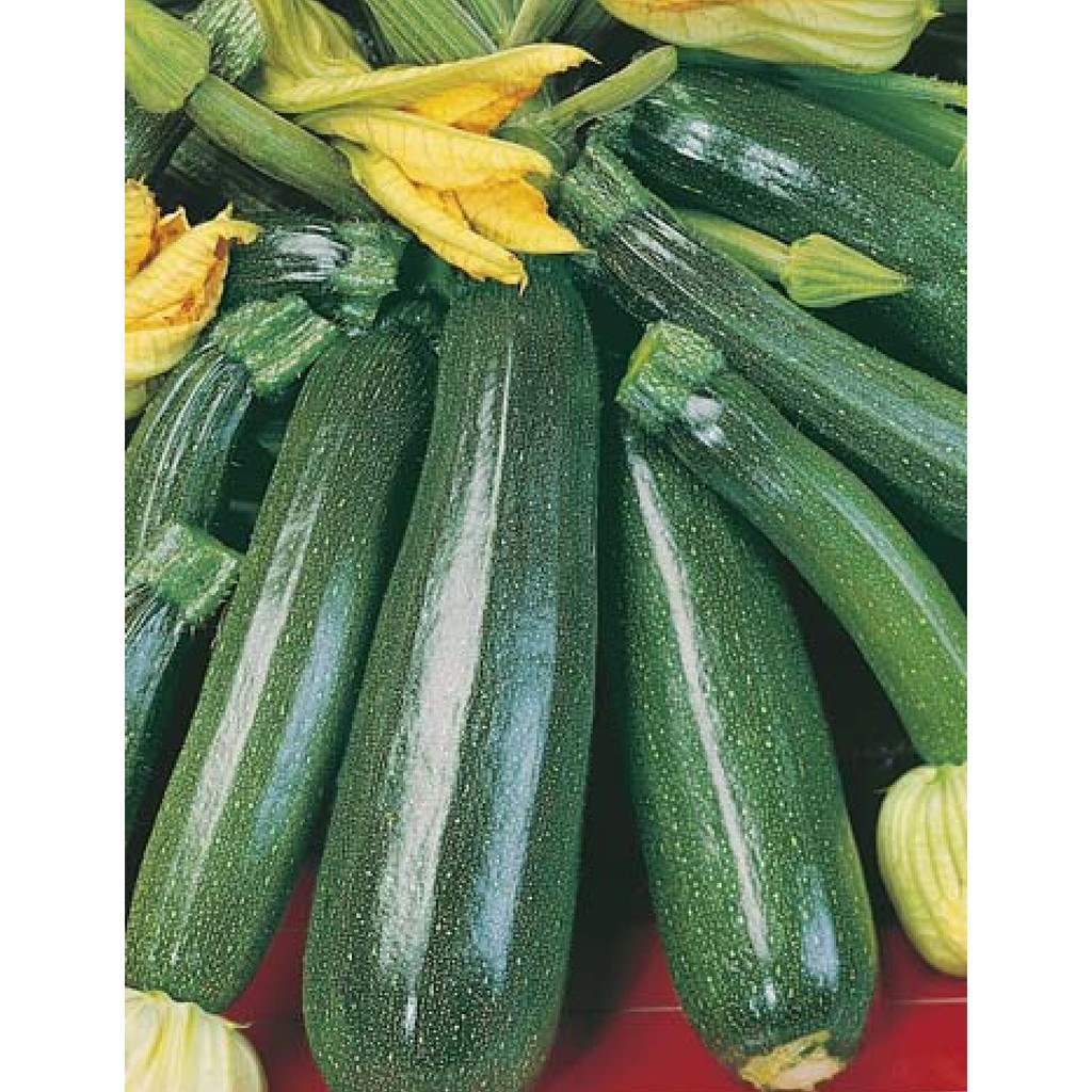 Benih Bibit Zucchini 2 Benih Dua Ribuan PG SBY