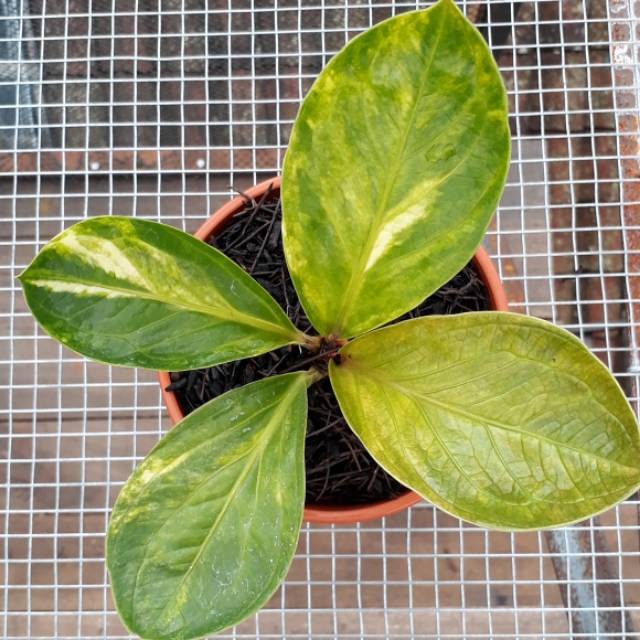 JEMANI mangkok Varigata