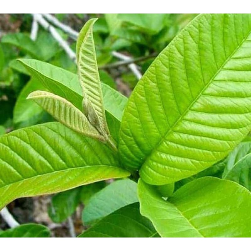 

Daun Jambu Biji Segar 100 gram Untuk Obat Diare