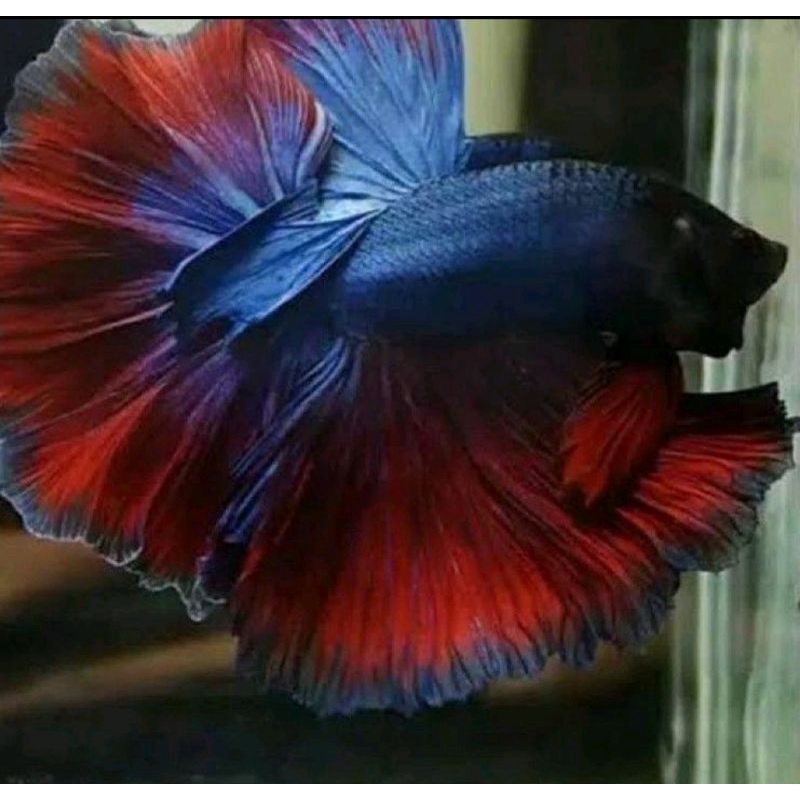 IKAN CUPANG HALFMOON EKOR LEBAR MURAH SIZE L_XL(HM L)