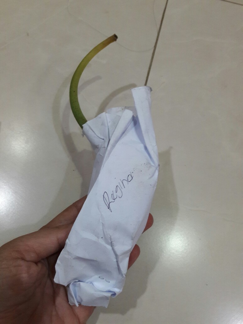 Bonggolan Alocasia Rigina