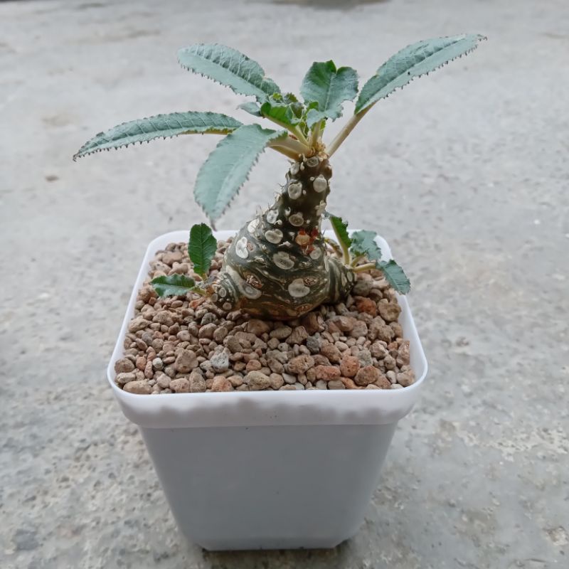 Dorstenia Crispa