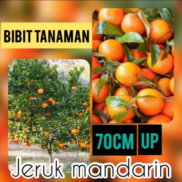 Bibit Jeruk Mandarin 70 cm 1 kilo  Muat 2 bibit
