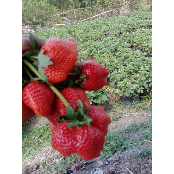 Bibit Strawberry