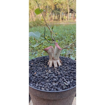 Bahan bonsai waru india program pecah batang