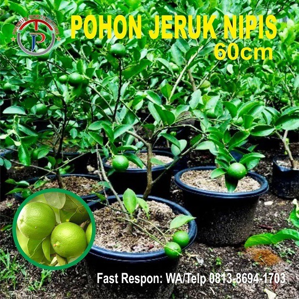 Jual Bibit Pohon Jeruk Nipis Jeruk Pohon Jeruk Nipis Indonesia