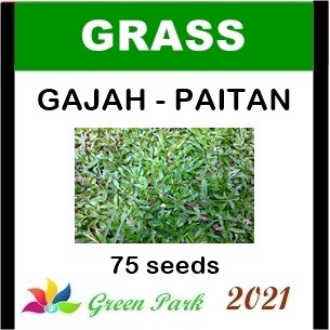 Benih Biji Elephant Grass Rumput Gajah Biasa PAITAN / PAETAN Pack - GP