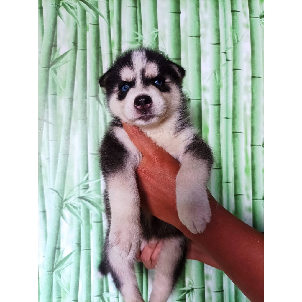 Siberian Husky Stb Vaksin Microchip Husky Big Bone Long Hair Ready Jual Anjing di Medan