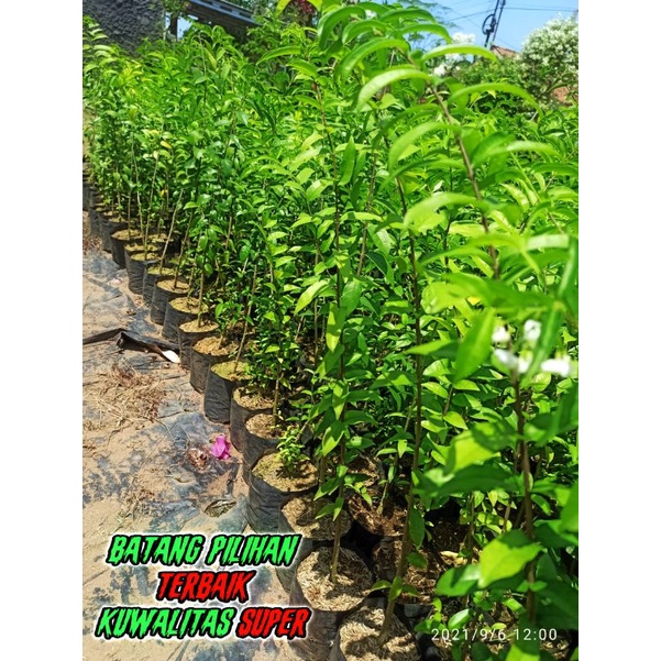 bibit anting putri - Bahan bonsai, anting, putri, 100cm, bonsai anting putri