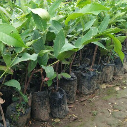 Bibit Tanaman Buah Jambu Air Madu Deli Bibit Madu Deli