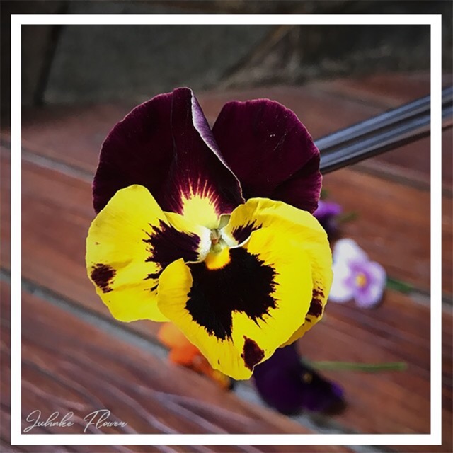 

Edible flower / Pansy / Viola