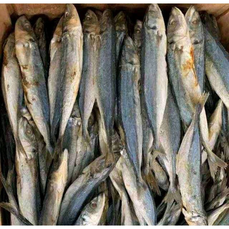 

IKAN KLOTOK/PEDA/LAYANG TAWAR