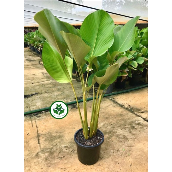 Jual Tanaman Hias Calathea Lutea Calathea Luthea Pisang Kipas Bedak Shopee Indonesia