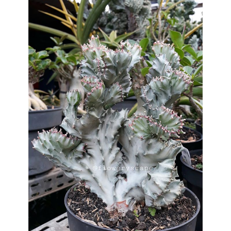 Kaktus euphorbia lactea cristata silver