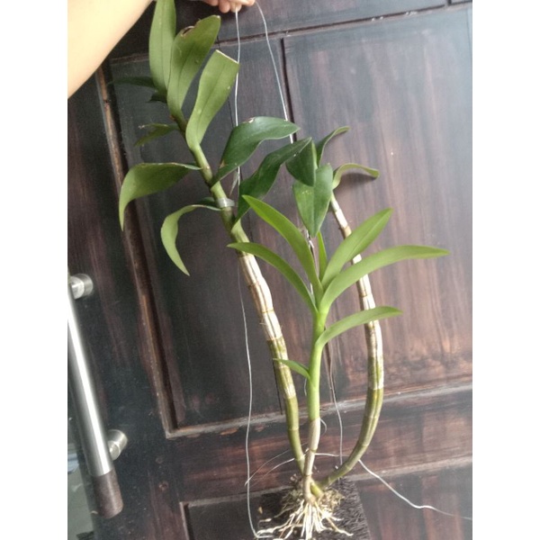 ANGGREK JADULAN ALBERTINE & MENTANGAI