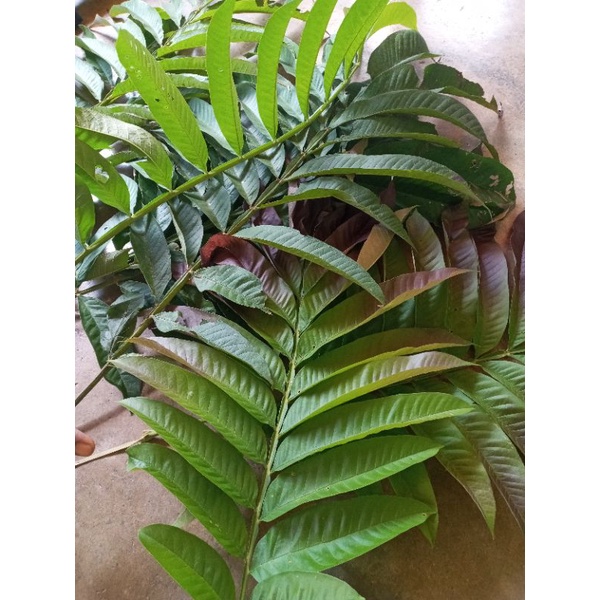 

Daun Sungkai herbal covid
