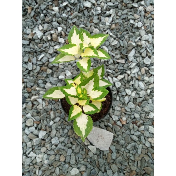 TANAMAN HIAS MiANA BERAKAR MIANA CINTA PUTIH MIANA LANGKA MIANA PREMIUM BERAKAR DAN RIMBUN