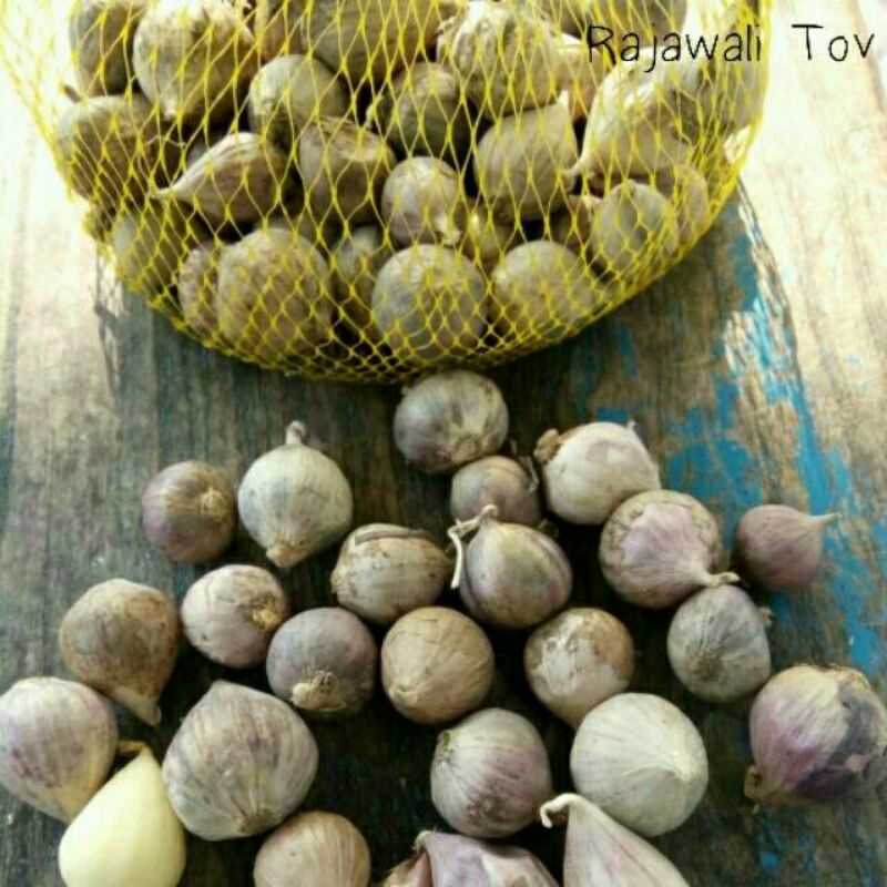 

Bawang Putih Tunggal TOV 500 gram Tanggung Bawang Lanang