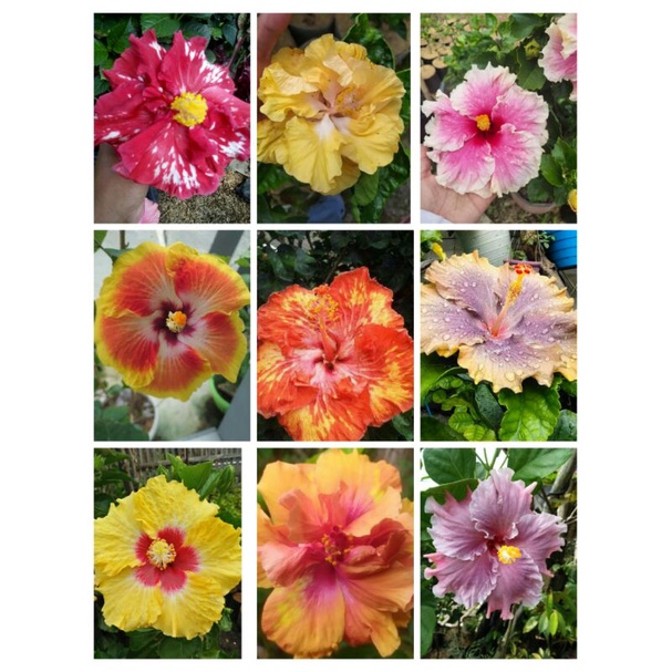 tanaman bunga hibiscus import (bunga sepatu)
