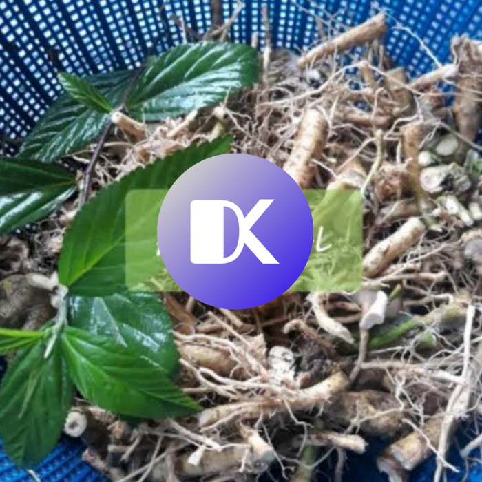 

akar sidaguri segar 500gr