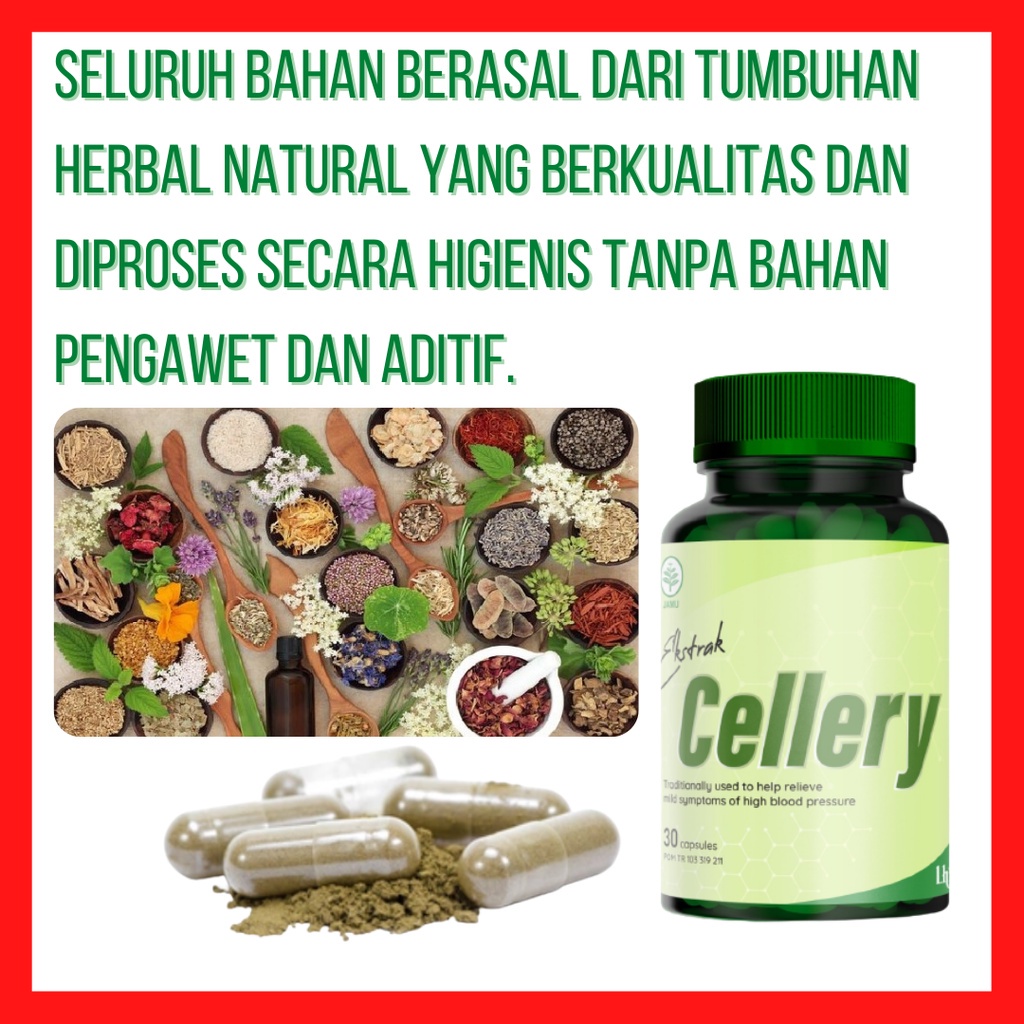 Ecellery Obat Darah Tinggi Hipertensi Ekstrak Cellery Kapsul Herbal Ampuh Terdaftar di BPOM