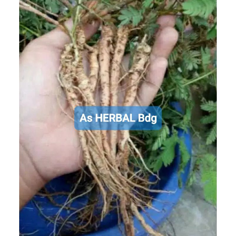 

Akar Daun Putri Malu Segar 200 gram-az